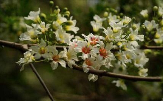 相關(guān)植物-無患子