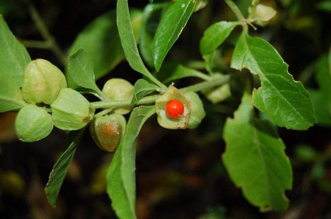 相關(guān)植物-南非醉茄