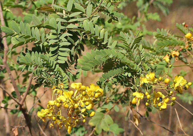 相關(guān)植物-番瀉葉