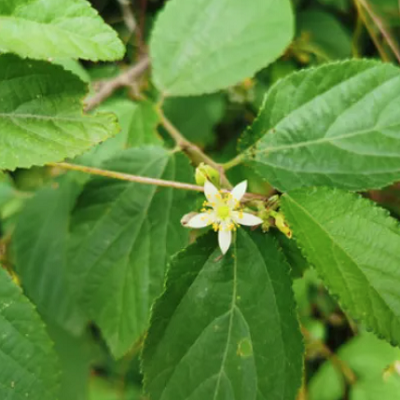 相關(guān)植物-破布葉