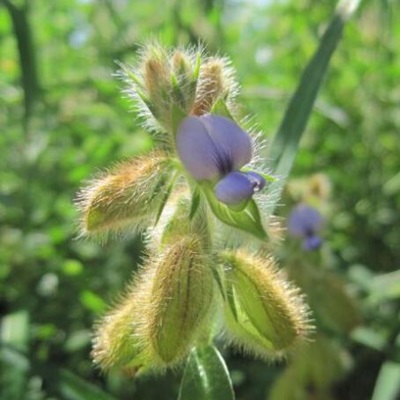 相關(guān)植物-農(nóng)吉利