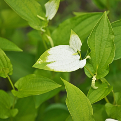 相關(guān)植物-三白草