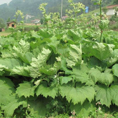 相關植物-掌葉大黃