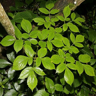 相關植物-重齒當歸