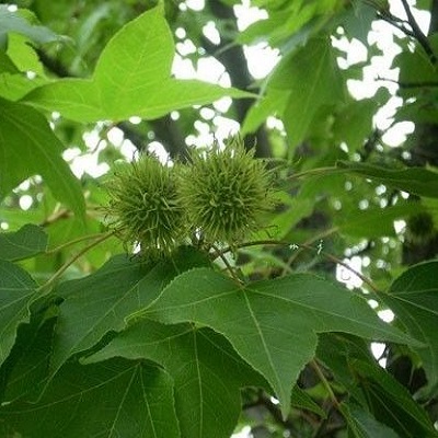 相關(guān)植物-路路通