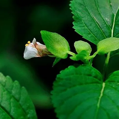 相關(guān)植物-苦玄參