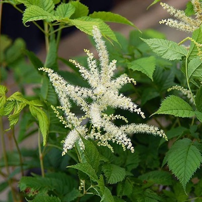 相關(guān)植物-興安升麻