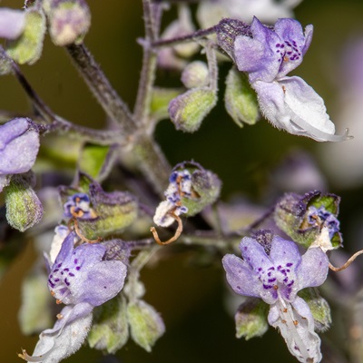 相關(guān)植物-藍(lán)萼香茶菜