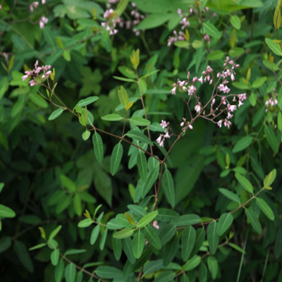 相關(guān)植物-羅布麻