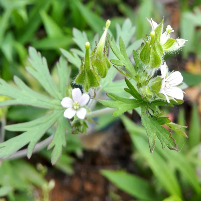 相關(guān)植物-老鸛草