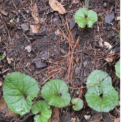 相關(guān)植物-毛裂蜂斗菜