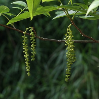 相關(guān)植物-青錢柳