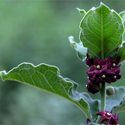 相關(guān)植物-白薇