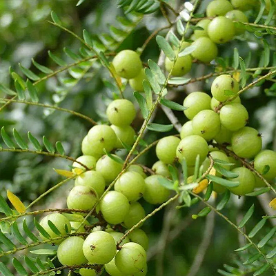 相關(guān)植物-余甘子