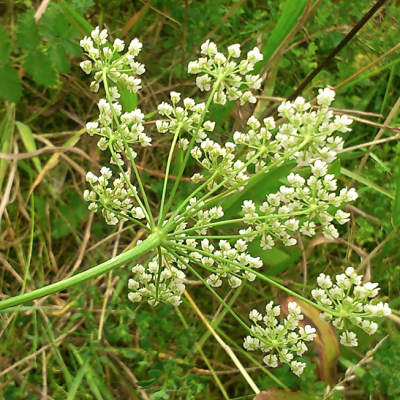 相關(guān)植物-虎耳草茴芹