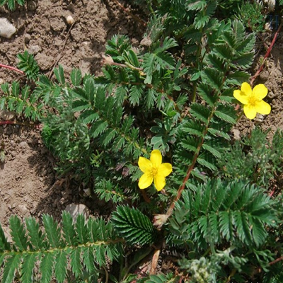 相關(guān)植物-委陵菜