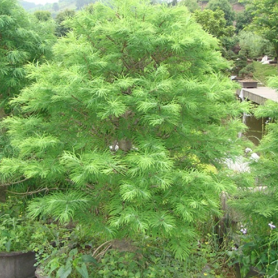 相關(guān)植物-金錢松