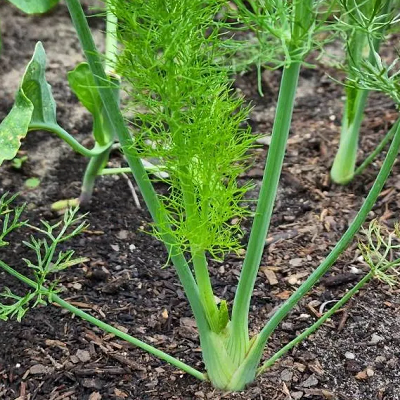 相關(guān)植物-茴香