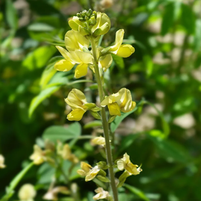 相關(guān)植物-披針葉黃華