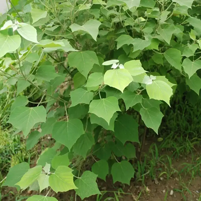 相關植物-白背葉