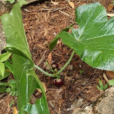 相關(guān)植物-六角蓮