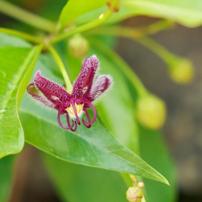 相關(guān)植物-杠柳