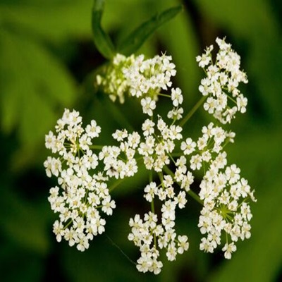 相關(guān)植物-芹菜