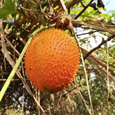 相關(guān)植物-番木鱉