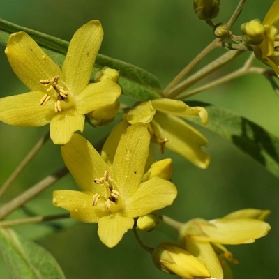 相關(guān)植物-黃連花