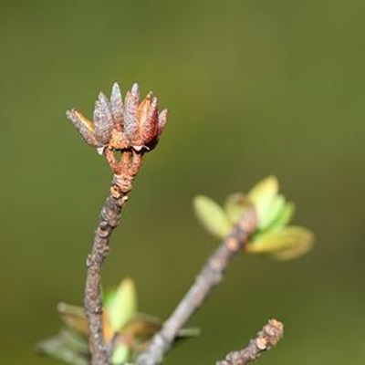 相關(guān)植物-毛喉杜鵑