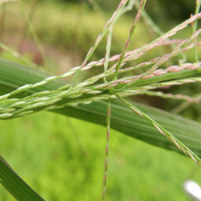 相關(guān)植物-千金子