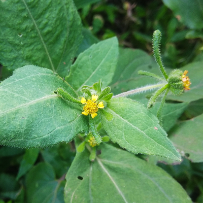 相關(guān)植物-豨薟