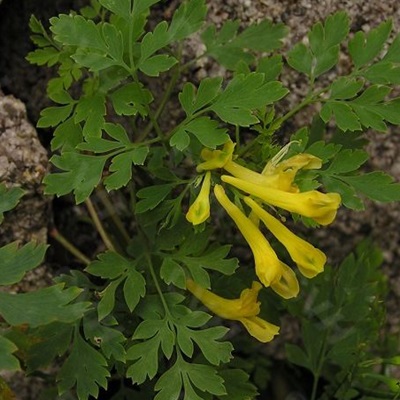 相關(guān)植物-石生黃堇