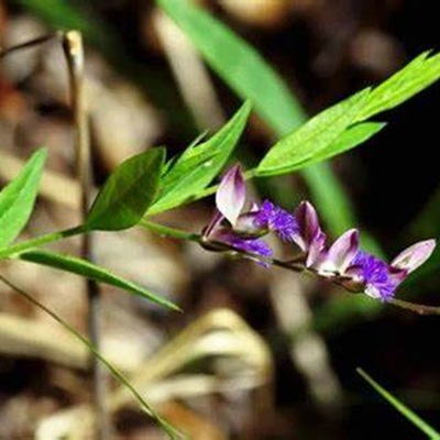 相關(guān)植物-西伯利亞遠志