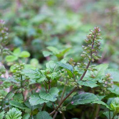 相關(guān)植物-細風(fēng)輪菜