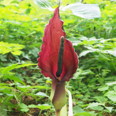 相關(guān)植物-獨角蓮