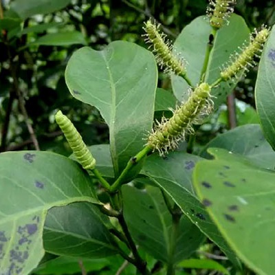 相關(guān)植物-買麻藤