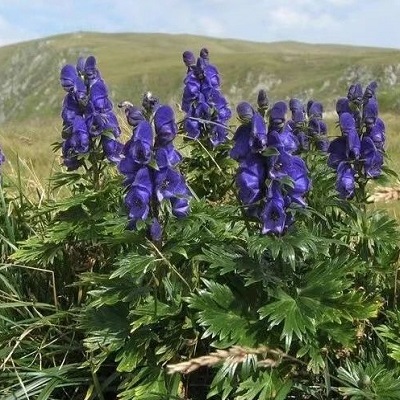 相關(guān)植物-保山烏頭