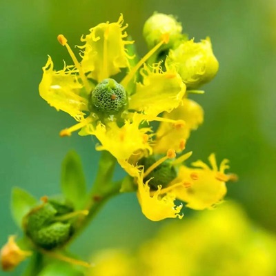 相關植物-蕓香