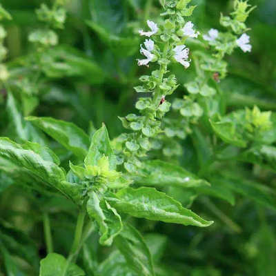 相關(guān)植物-羅勒