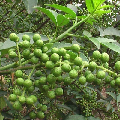 相關(guān)植物-崖椒