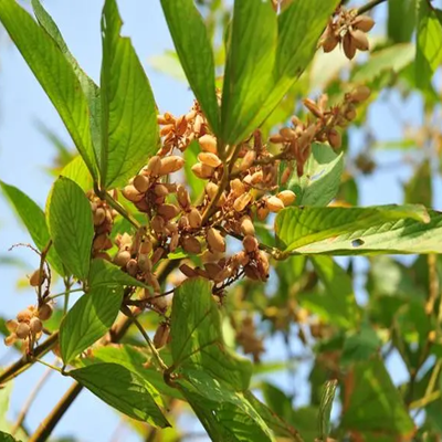 相關植物-大葉千斤拔