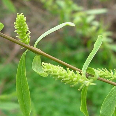 相關(guān)植物-垂柳