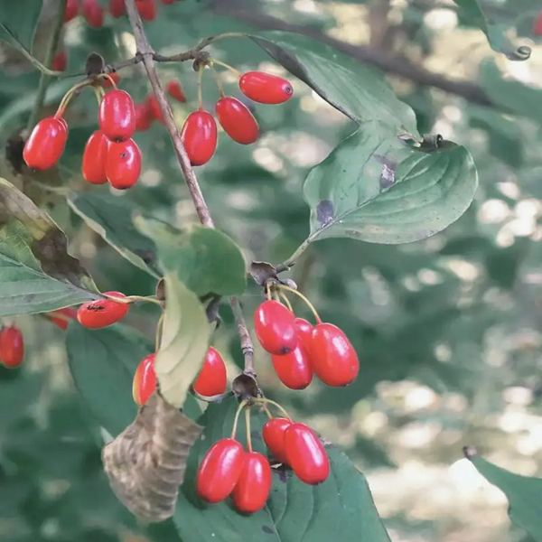 相關(guān)植物-山茱萸