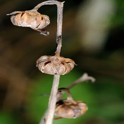 相關植物-鹿蹄草