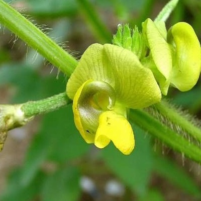 相關(guān)植物-綠豆