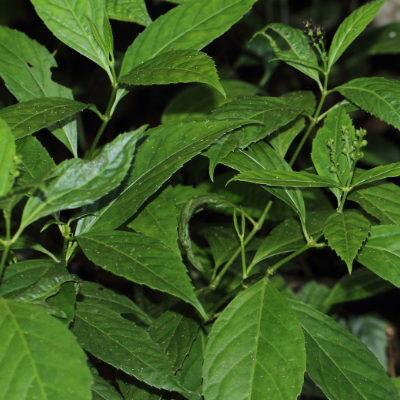 相關植物-草珊瑚