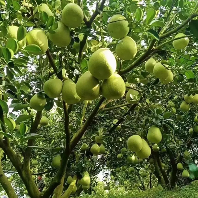 相關(guān)植物-柚