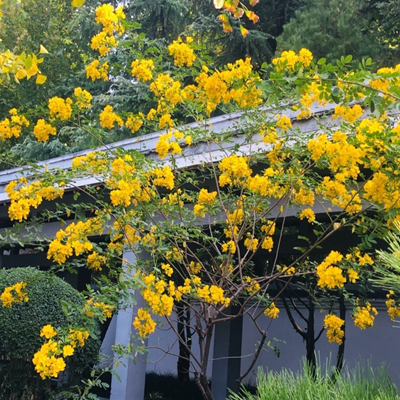 相關(guān)植物-雙莢決明