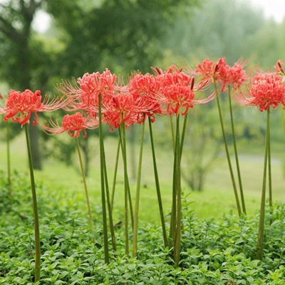 相關(guān)植物-石蒜